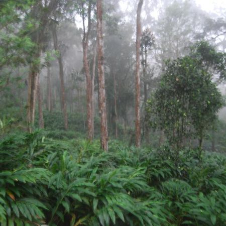 Greenspaces B&B Munnar Eksteriør bilde