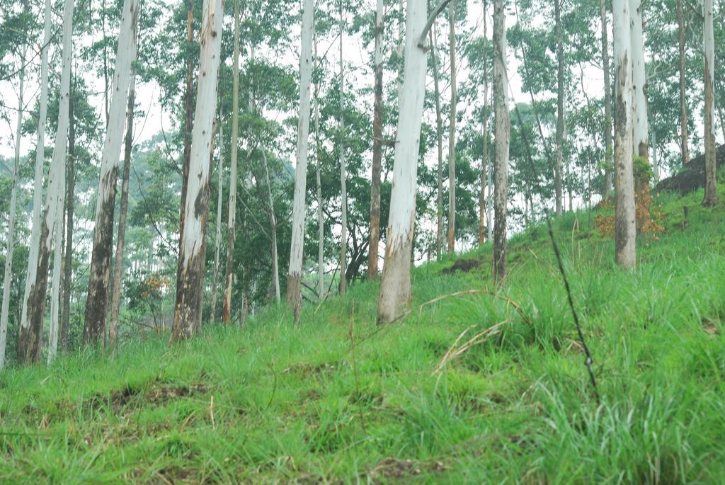 Greenspaces B&B Munnar Eksteriør bilde