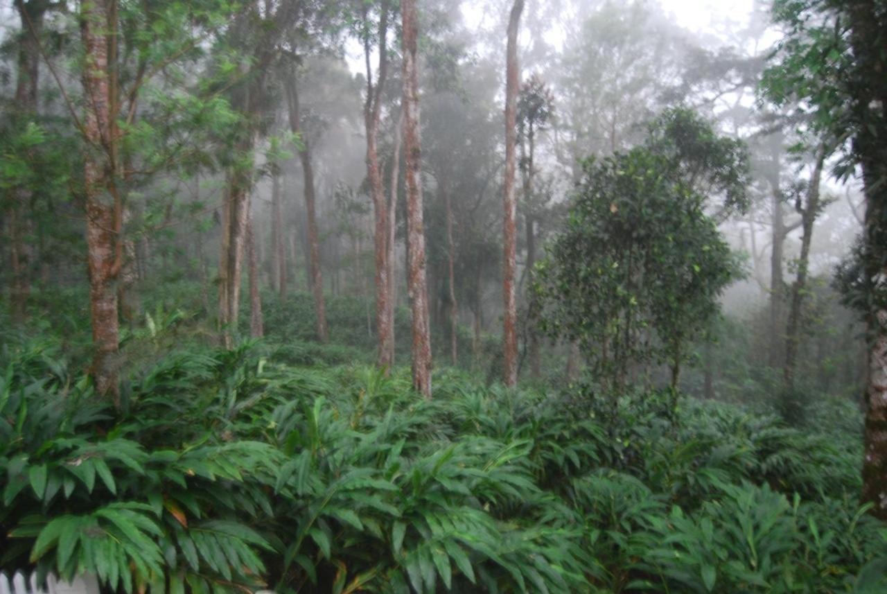 Greenspaces B&B Munnar Eksteriør bilde